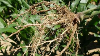 Des essais sur maïs ont montré une activité microbienne plus importante dans la rhizosphère que dans un sol prélevé entre deux rangs.